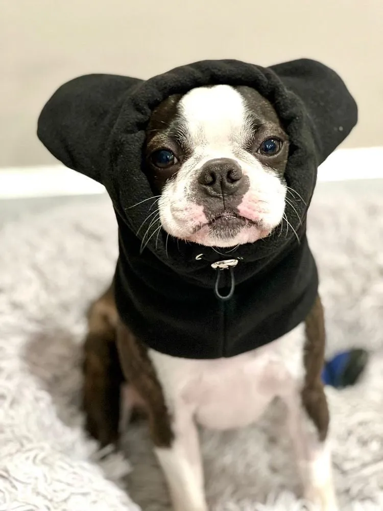 Frenchiestore Organic Dog Frenchie Ear Warmers | Black Frenchie