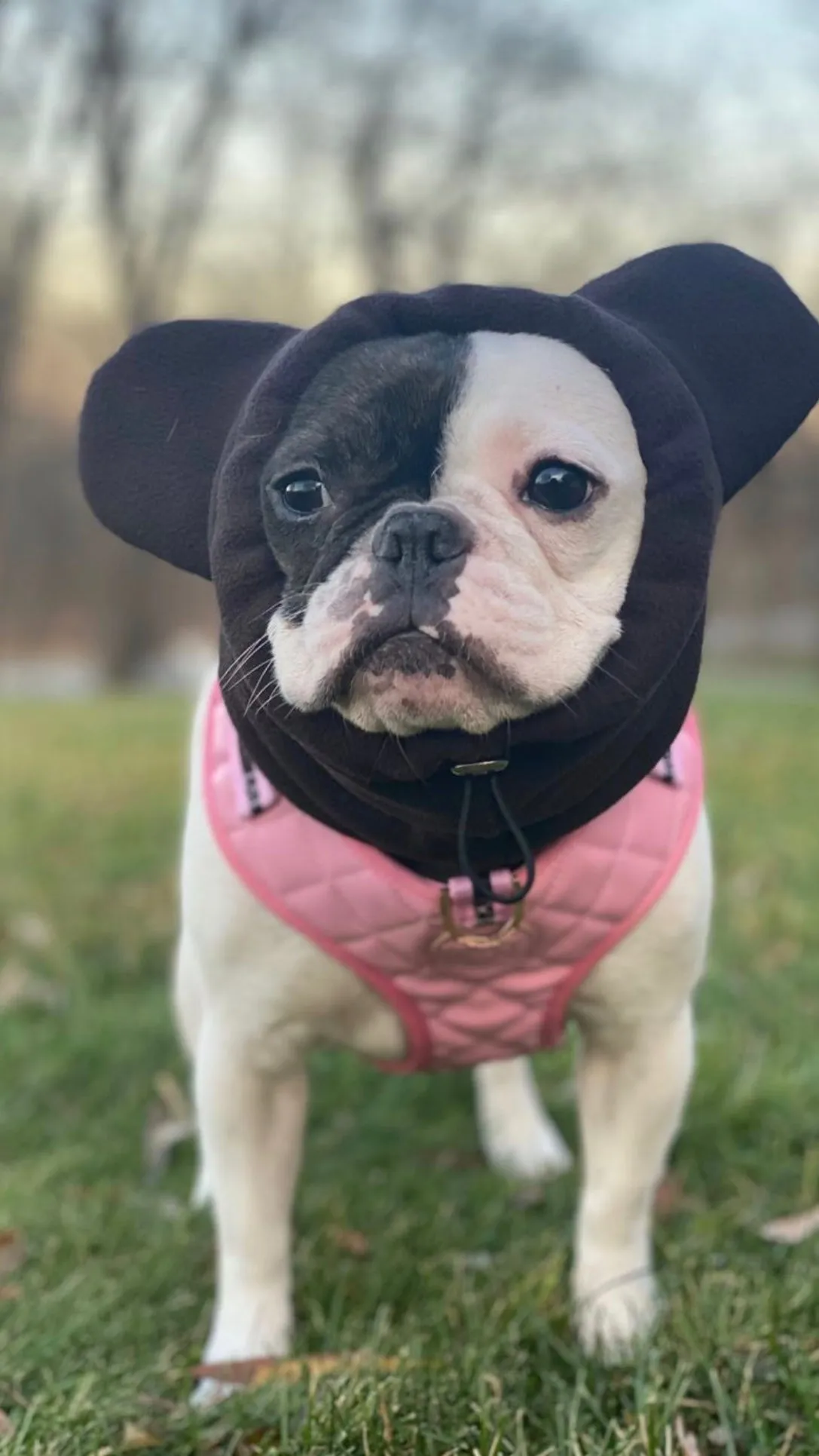 Frenchiestore Organic Dog Frenchie Ear Warmers | Black Frenchie